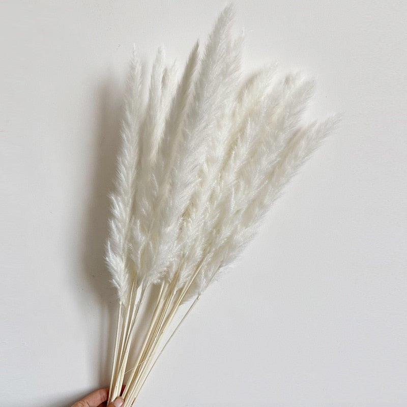 14pcs 7pcs Colorful Bulrush Grass Natural Dried Flowers Artificial Home Wedding Living Room Decoration Accessories Long Bouquet Bulrush Grass Natural Dried Flowers DailyAlertDeals   