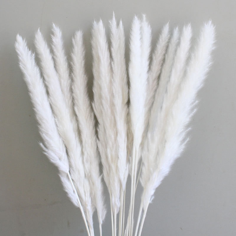 14pcs 7pcs Colorful Bulrush Grass Natural Dried Flowers Artificial Home Wedding Living Room Decoration Accessories Long Bouquet Bulrush Grass Natural Dried Flowers DailyAlertDeals   