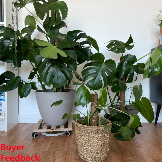 Plant Cages Supports Reusable Plant Climbing Stand Durable Flower Plants Support for Balcony Garden Courtyard Easy to Use 1PC Plant Climbing Stand DailyAlertDeals   